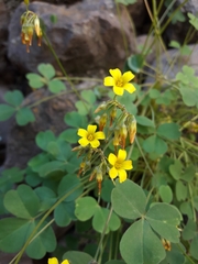 Oxalis californica