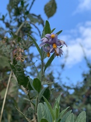 Solanum valdiviense