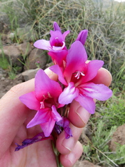 Gladiolus communis