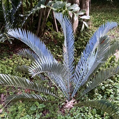 Encephalartos
