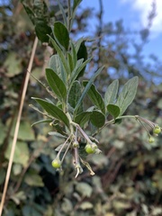 Solanum valdiviense