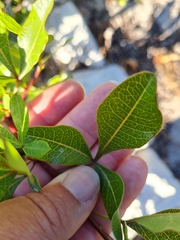 Searsia laevigata laevigata