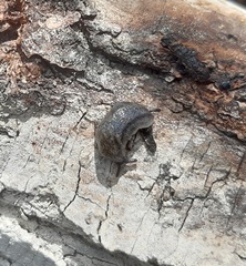 Arion circumscriptus