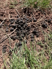 Cervus canadensis canadensis