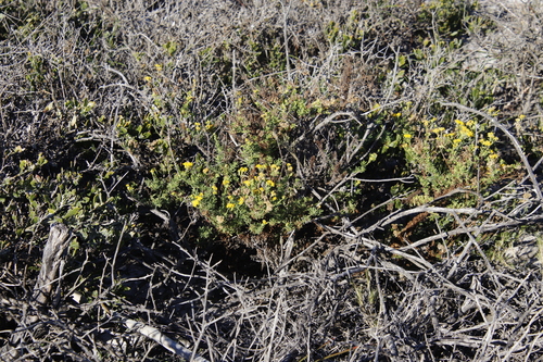 Image of Nidorella foetida by (c) Tony Rebelo, some rights reserved (CC BY-SA)