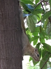 Funisciurus congicus