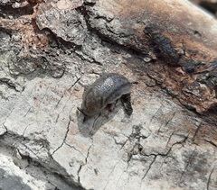 Arion circumscriptus