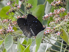 Euploea sylvester harrisii