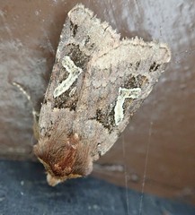 Cerastis enigmatica