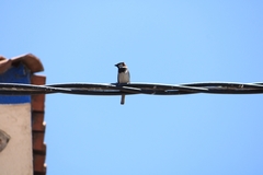 Passer domesticus