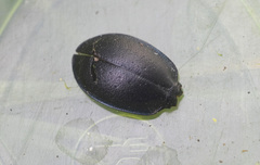 Carabus convexus