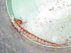 Cormocephalus rubriceps