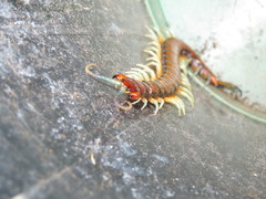 Cormocephalus rubriceps