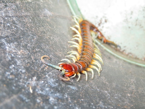 New Zealand giant centipede photo 6