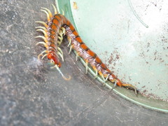 Cormocephalus rubriceps