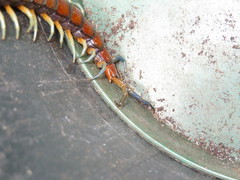 Cormocephalus rubriceps