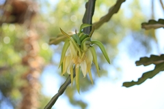 Selenicereus undatus