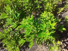 Pelargonium citronellum