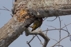 Dryobates passerinus