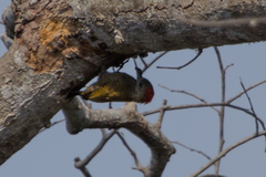 Dryobates passerinus