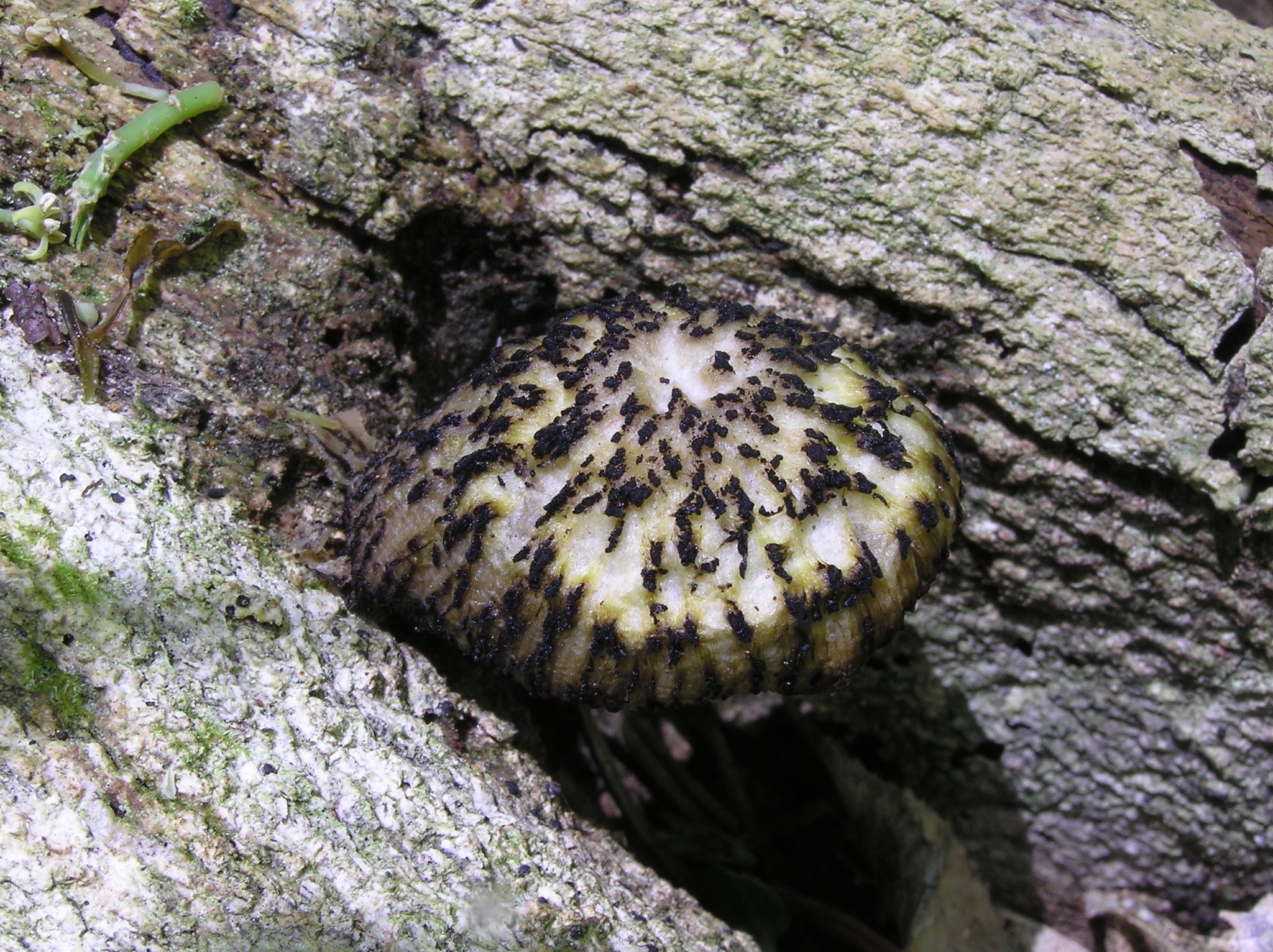 Pluteus readiarum image