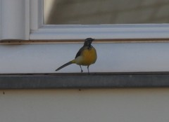 Motacilla cinerea