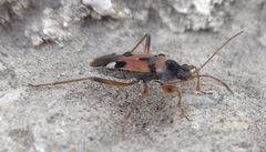 Beosus quadripunctatus