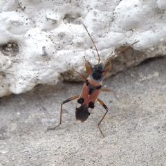 Beosus quadripunctatus