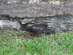 Turdus merula
