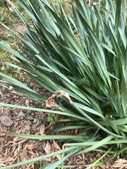 Narcissus