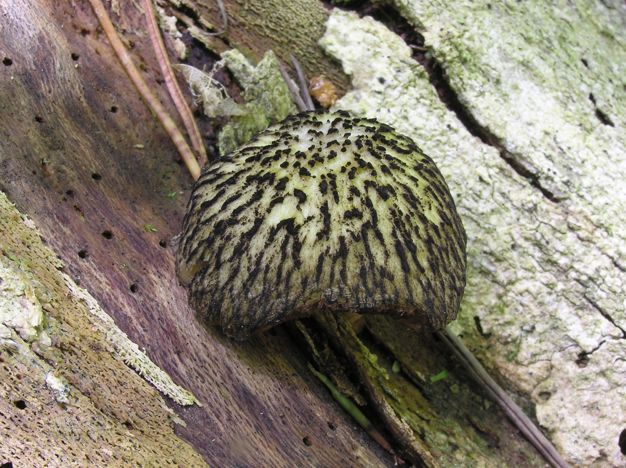 Pluteus readiarum image
