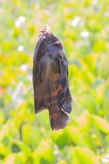 Astronotus ocellatus