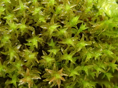 Hydrogonium croceum