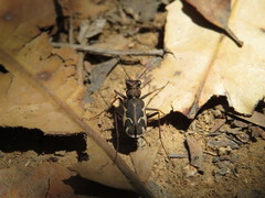 Neocicindela tuberculata