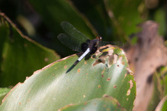 Erythrodiplax unimaculata