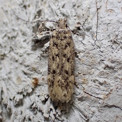 Spinitibia hodgesi
