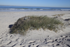 Cladoraphis cyperoides