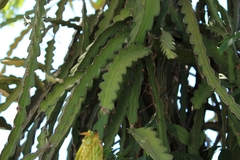Selenicereus undatus