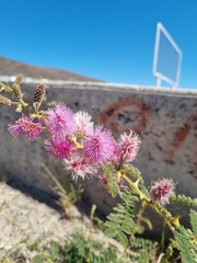 Mimosa dysocarpa