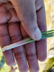 Triglochin elongata
