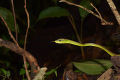 Oxybelis brevirostris