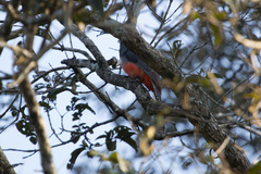 Trogon curucui