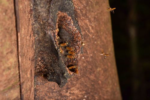 Ptilotrigona lurida