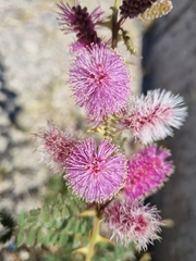 Mimosa dysocarpa
