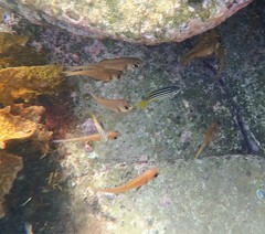 Pempheris compressa