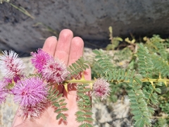 Mimosa dysocarpa