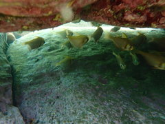Pempheris compressa