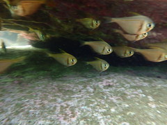 Pempheris compressa