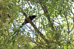 Quiscalus mexicanus