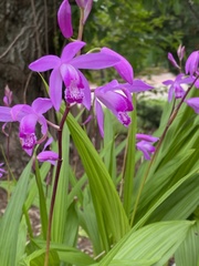 Bletilla